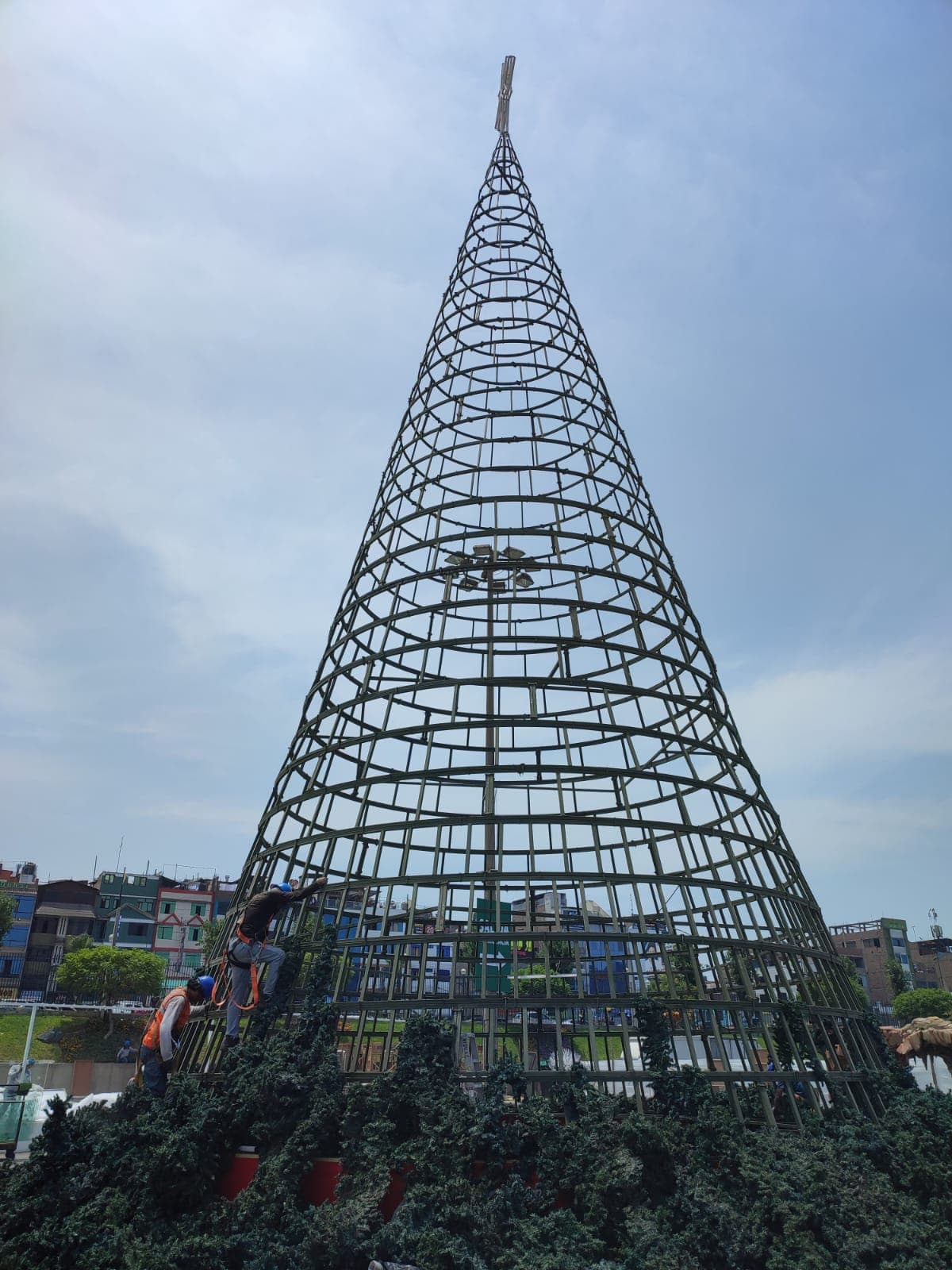 Árbol monumental en plaza principal